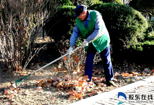 莱山区园林保洁人员清扫落叶美化环境